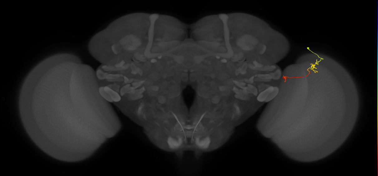 Tm29_R (MaleCNS:145866)