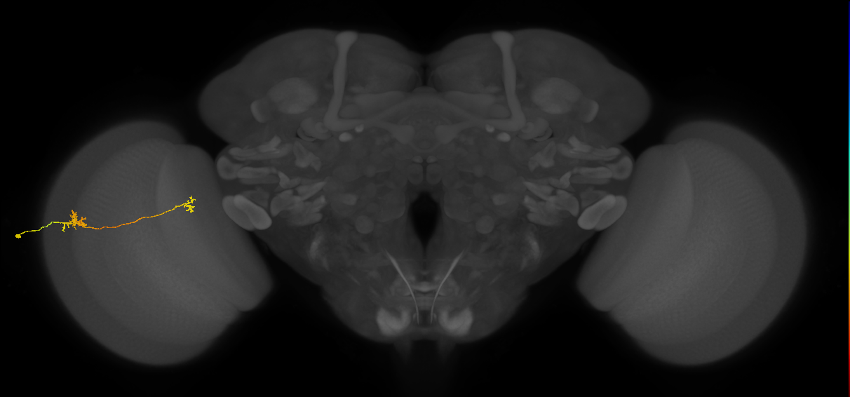 Tm29_L (MaleCNS:519582)