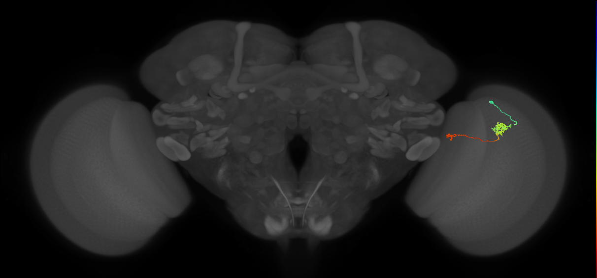 Tm29_R (MaleCNS:113488)