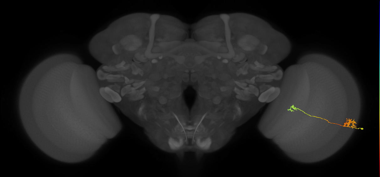 Tm29_R (MaleCNS:109945)