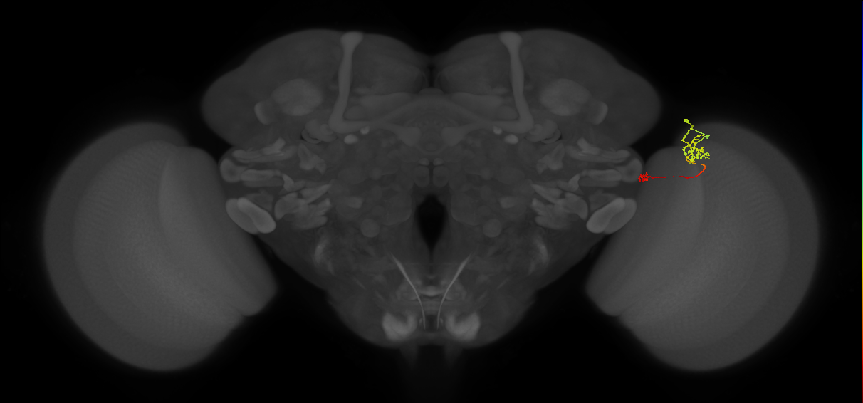 Tm29_R (MaleCNS:125453)