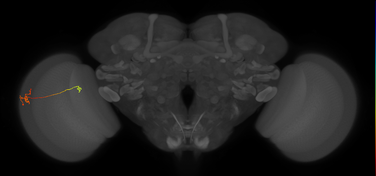 Tm29_L (MaleCNS:133676)