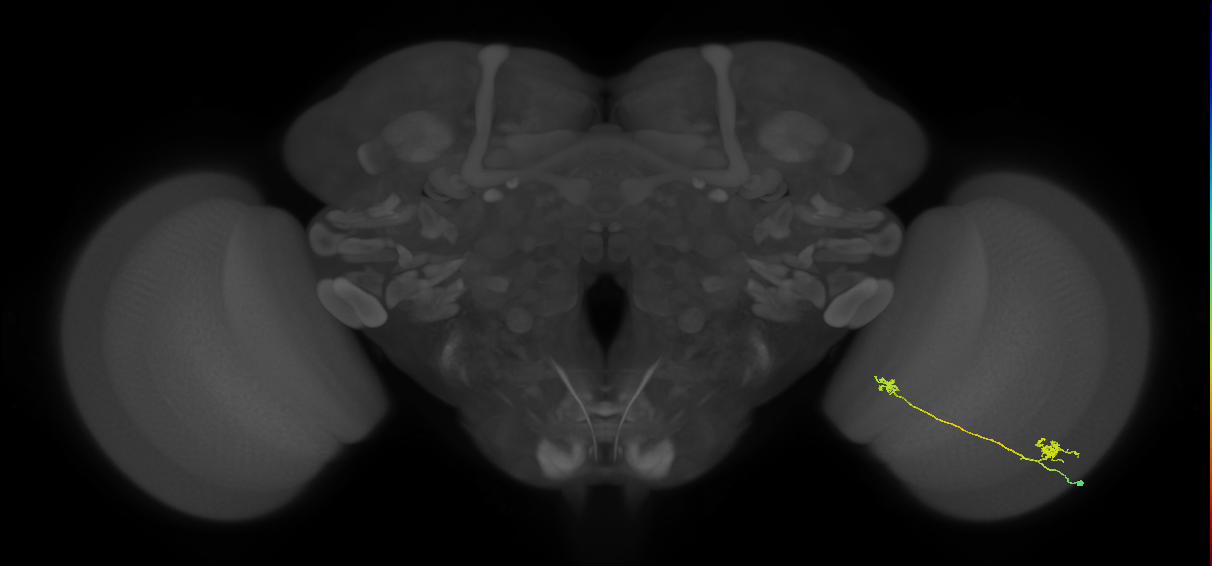 Tm29_R (MaleCNS:86074)