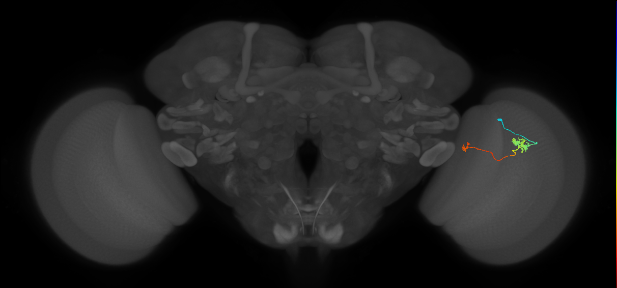 Tm29_R (MaleCNS:121511)