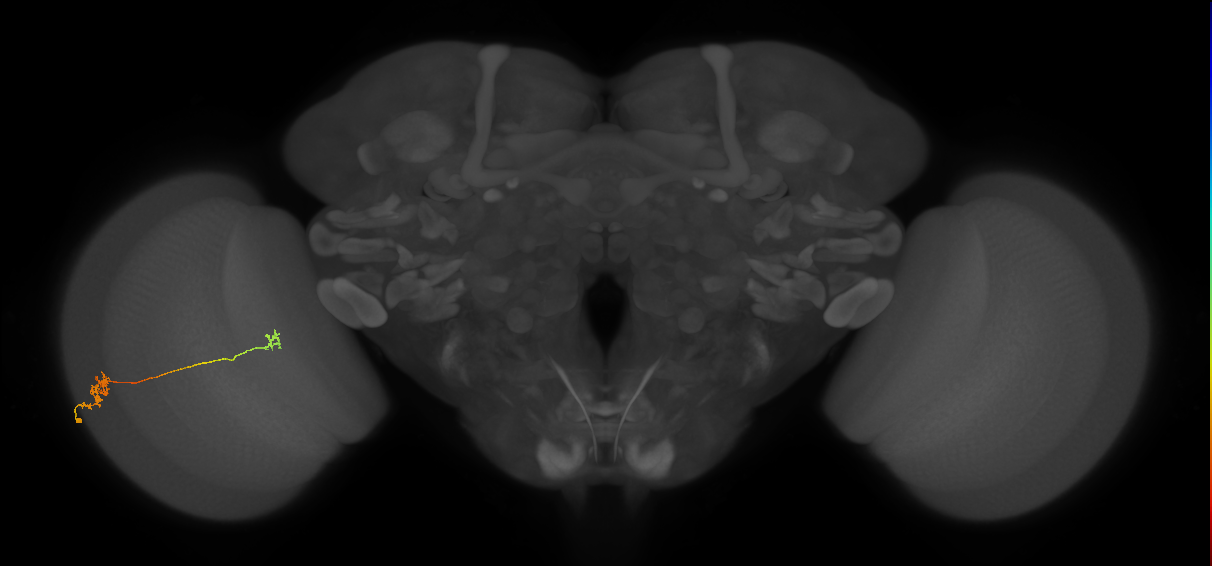 Tm29_L (MaleCNS:177983)