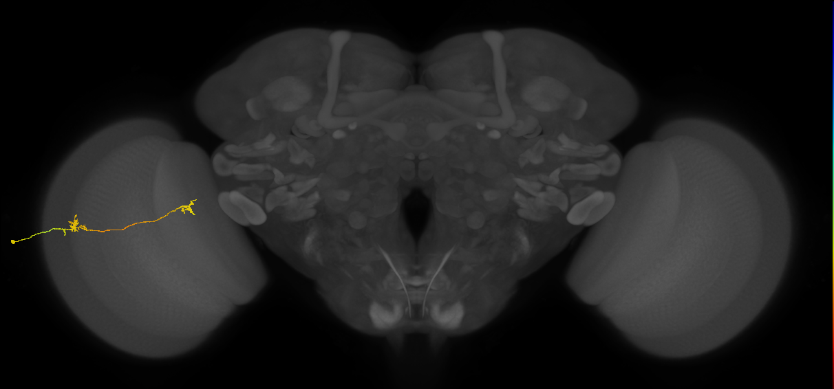 Tm29_L (MaleCNS:161606)
