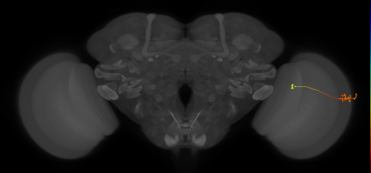 Tm29_R (MaleCNS:166391)