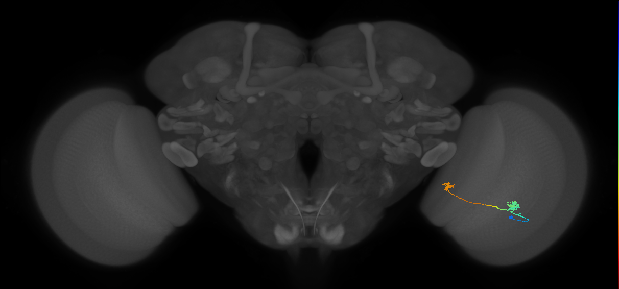 Tm29_R (MaleCNS:93858)