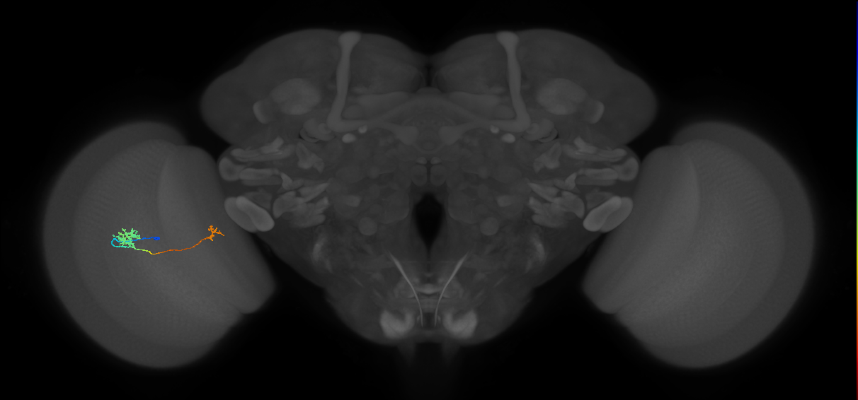 Tm29_L (MaleCNS:516708)