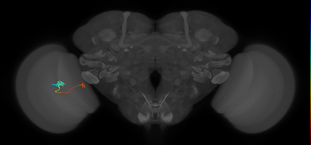 Tm29_L (MaleCNS:514756)