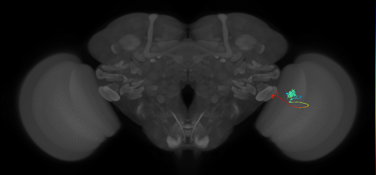 Tm29_R (MaleCNS:57096)