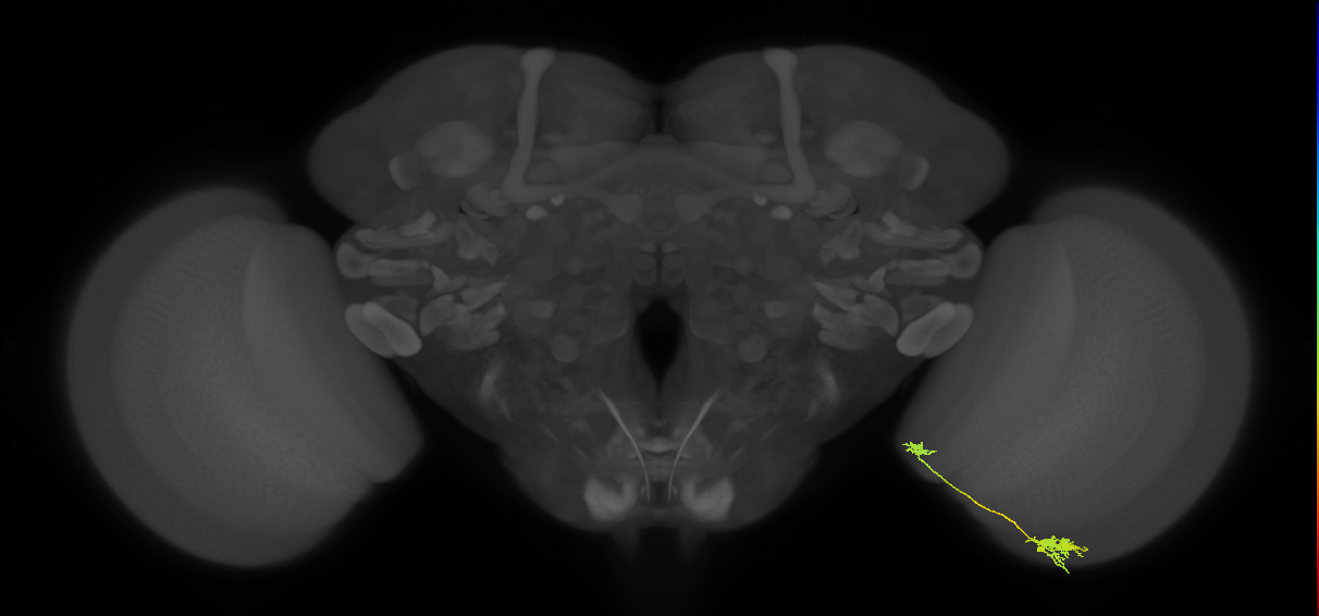 Tm29_R (MaleCNS:97673)
