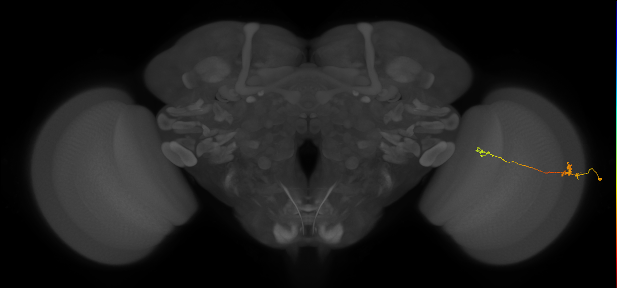 Tm29_R (MaleCNS:108565)