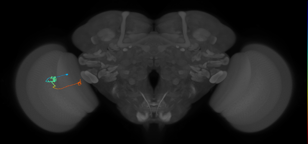 Tm29_L (MaleCNS:524837)