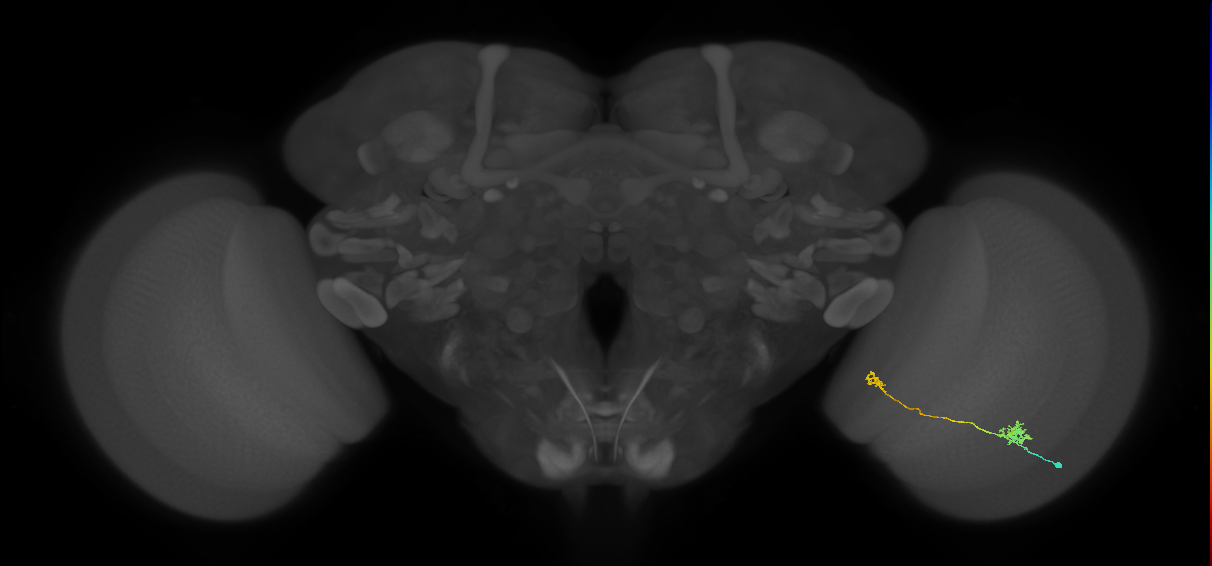 Tm29_R (MaleCNS:99585)