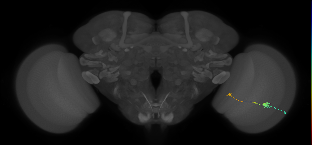 Tm29_R (MaleCNS:104512)
