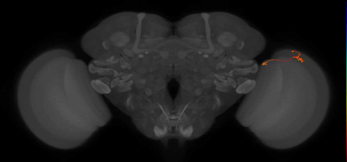 Tm29_R (MaleCNS:140065)