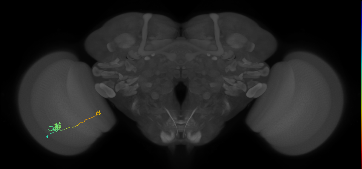 Tm29_L (MaleCNS:533079)