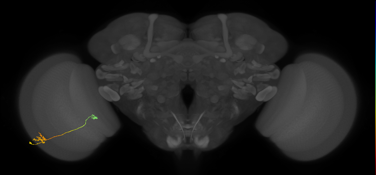 Tm29_L (MaleCNS:519649)