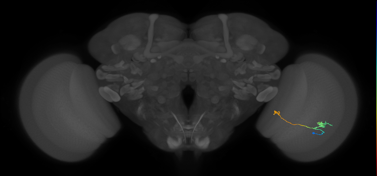 Tm29_R (MaleCNS:92142)