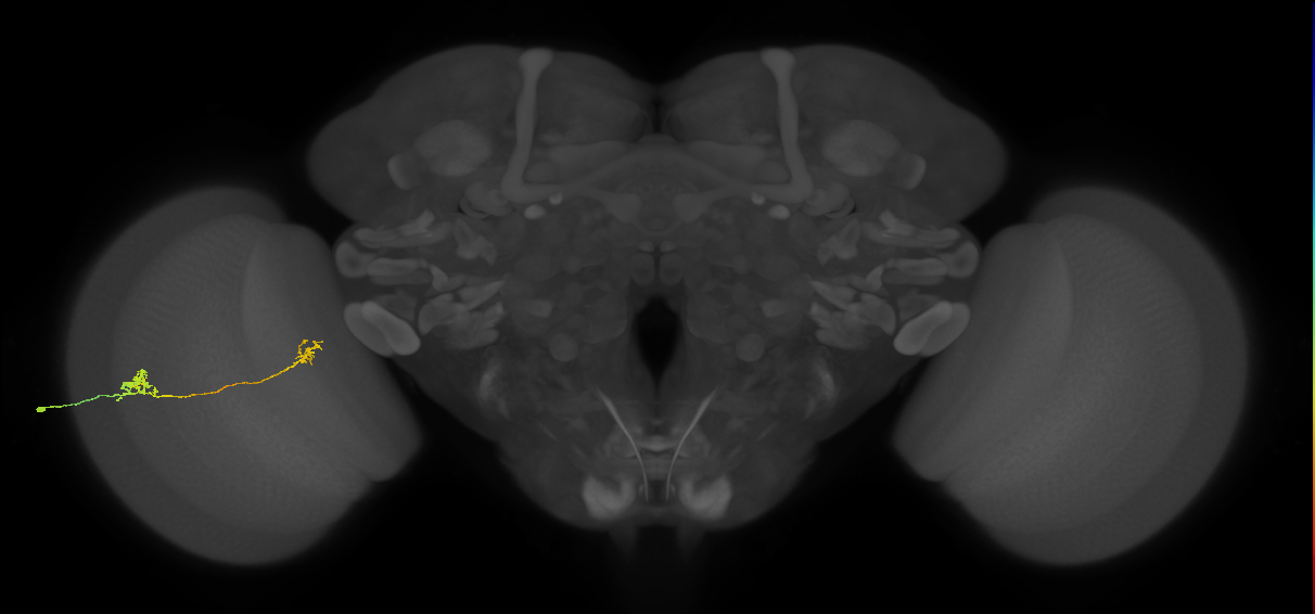 Tm29_L (MaleCNS:95577)