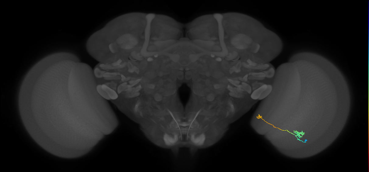 Tm29_R (MaleCNS:89790)