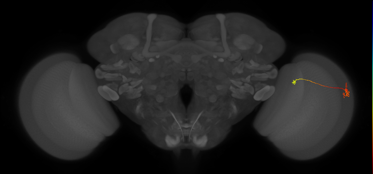 Tm29_R (MaleCNS:136976)