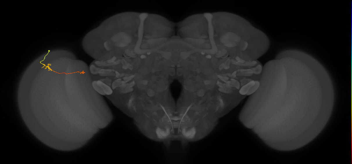 Tm29_L (MaleCNS:543556)
