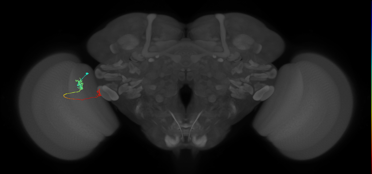 Tm29_L (MaleCNS:134556)