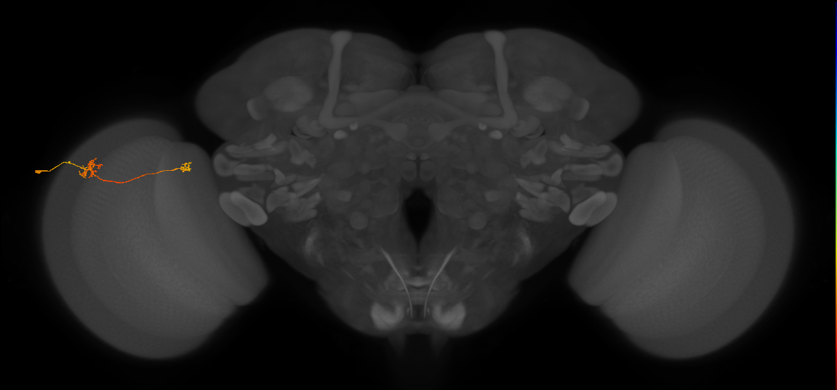 Tm29_L (MaleCNS:531300)
