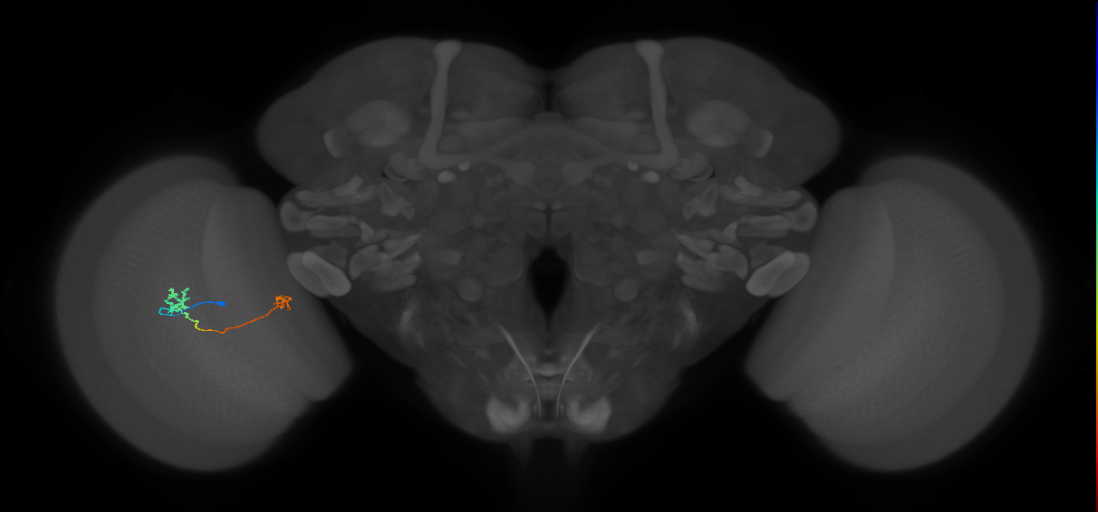 Tm29_L (MaleCNS:548290)