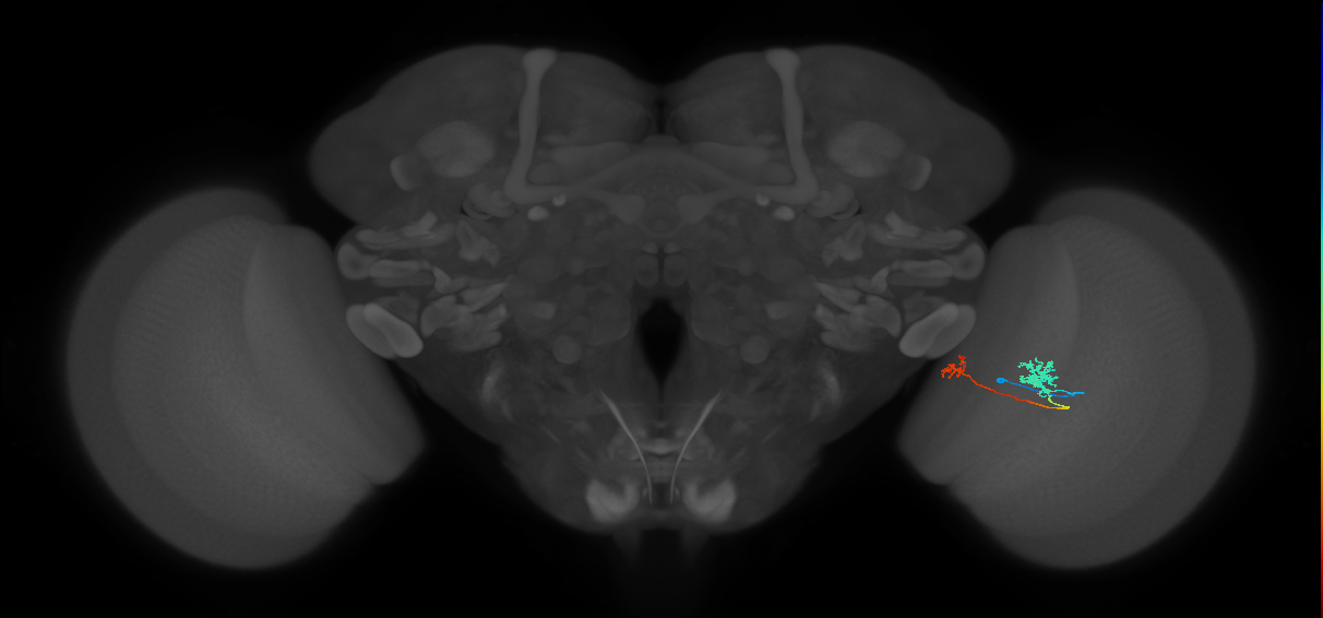 Tm29_R (MaleCNS:96988)