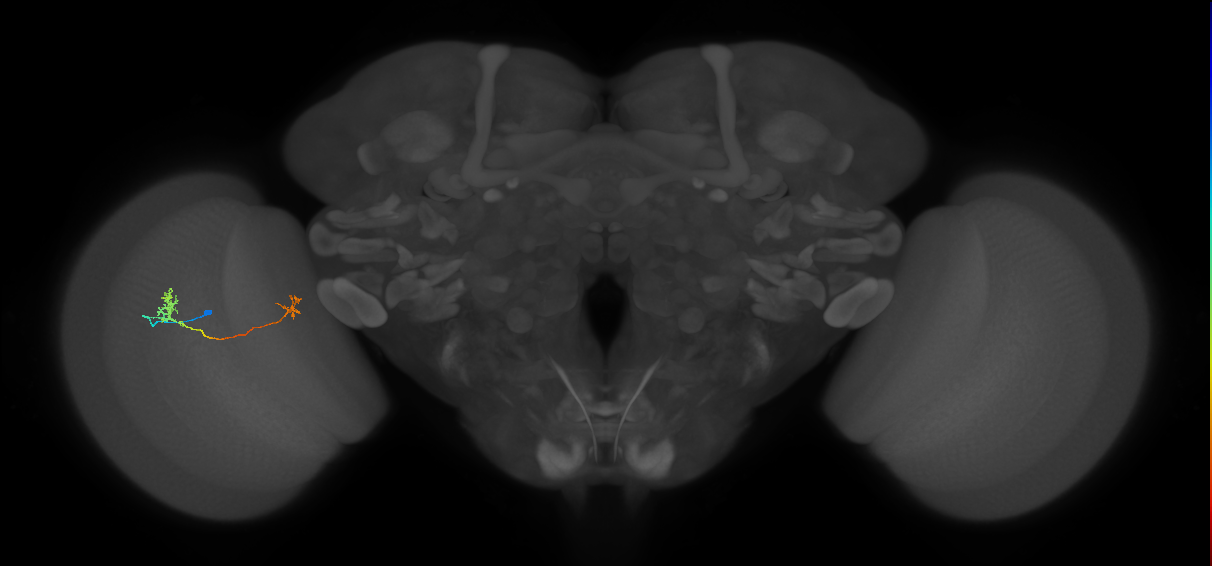 Tm29_L (MaleCNS:167887)