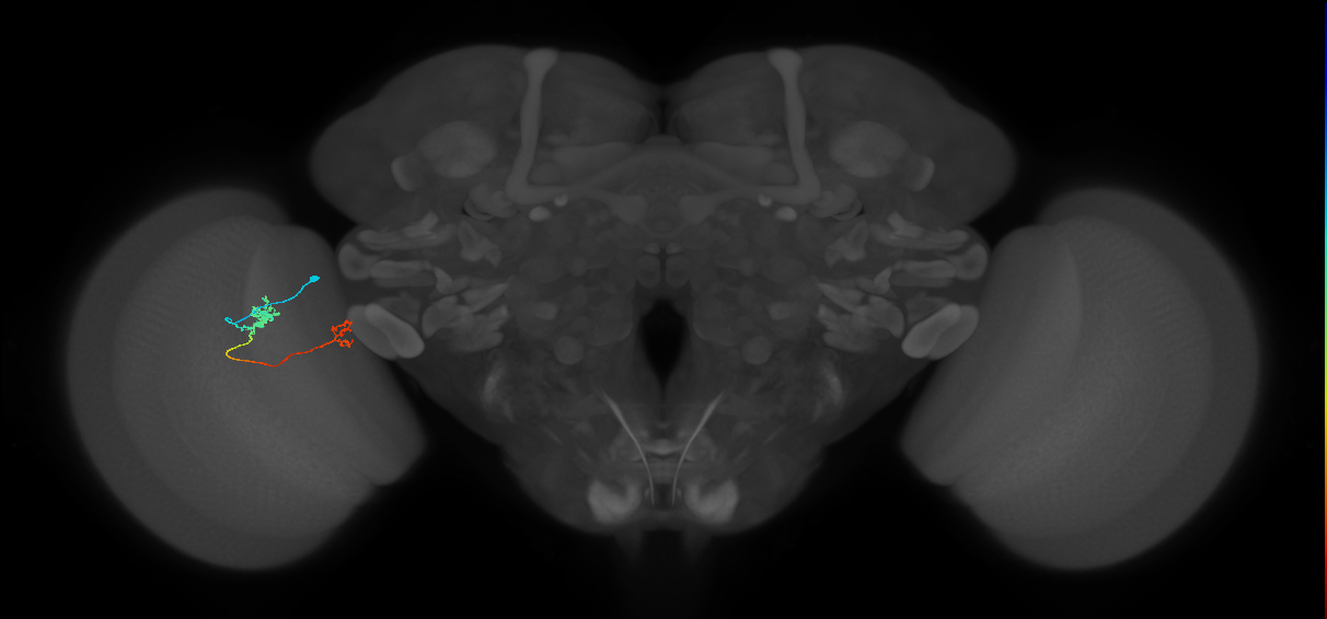Tm29_L (MaleCNS:209365)
