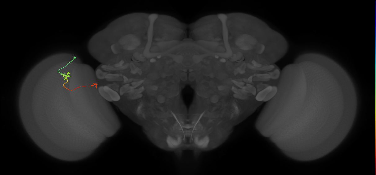 Tm29_L (MaleCNS:127450)