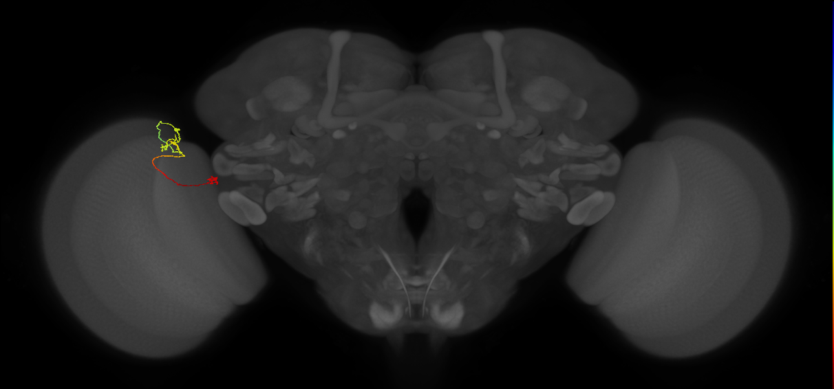 Tm29_L (MaleCNS:184935)