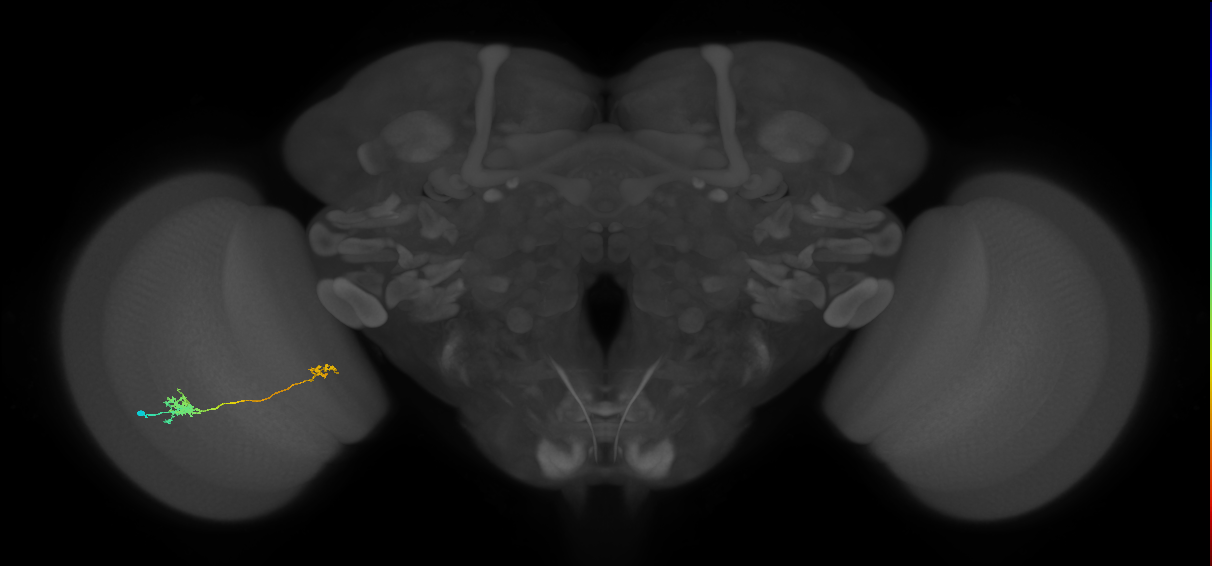 Tm29_L (MaleCNS:526132)