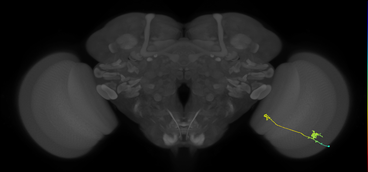 Tm29_R (MaleCNS:83779)