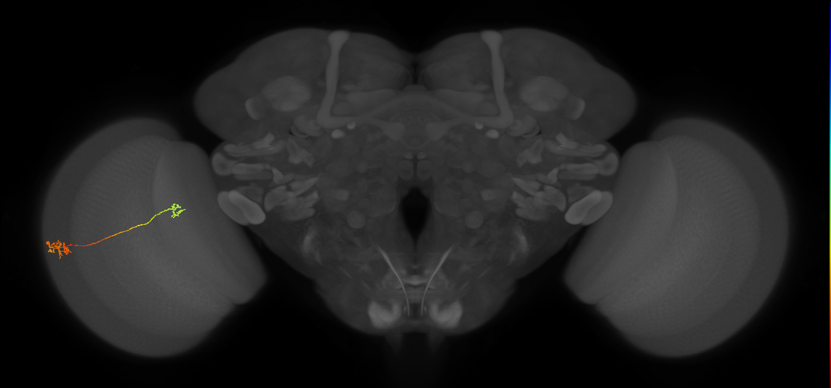 Tm29_L (MaleCNS:195602)