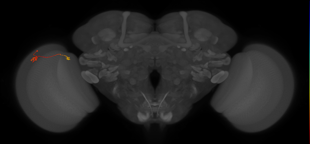Tm29_L (MaleCNS:166997)