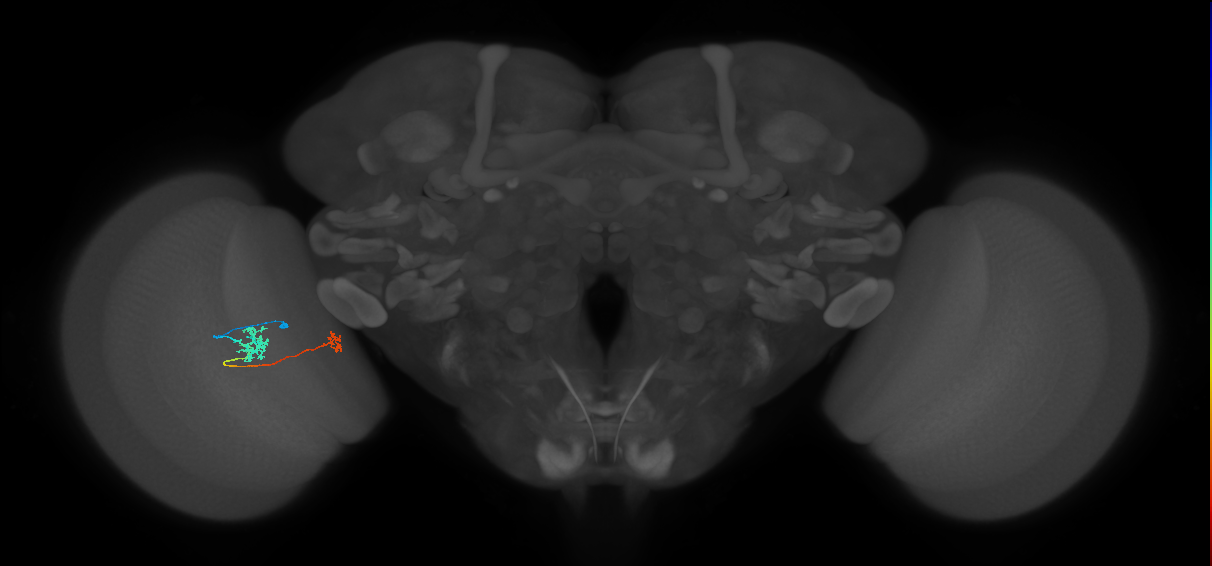 Tm29_L (MaleCNS:155106)