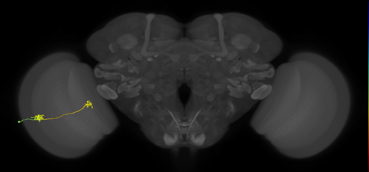 Tm29_L (MaleCNS:72243)