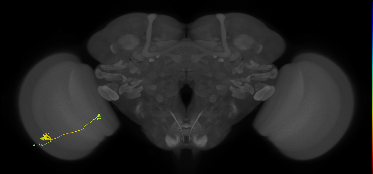 Tm29_L (MaleCNS:84275)