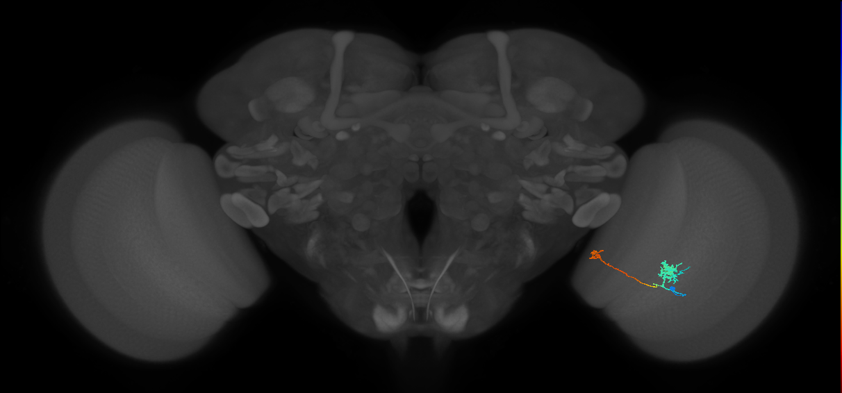 Tm29_R (MaleCNS:93897)