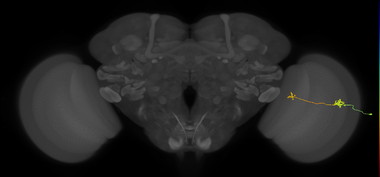 Tm29_R (MaleCNS:144763)