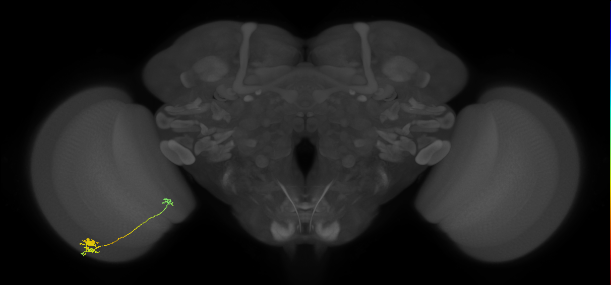 Tm29_L (MaleCNS:537950)