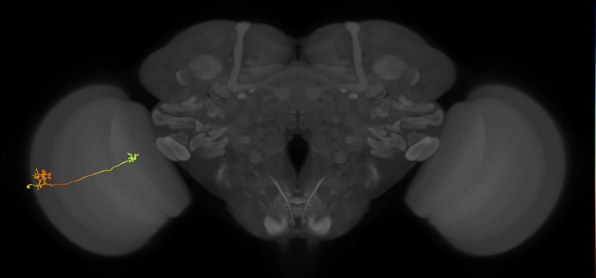 Tm29_L (MaleCNS:524553)