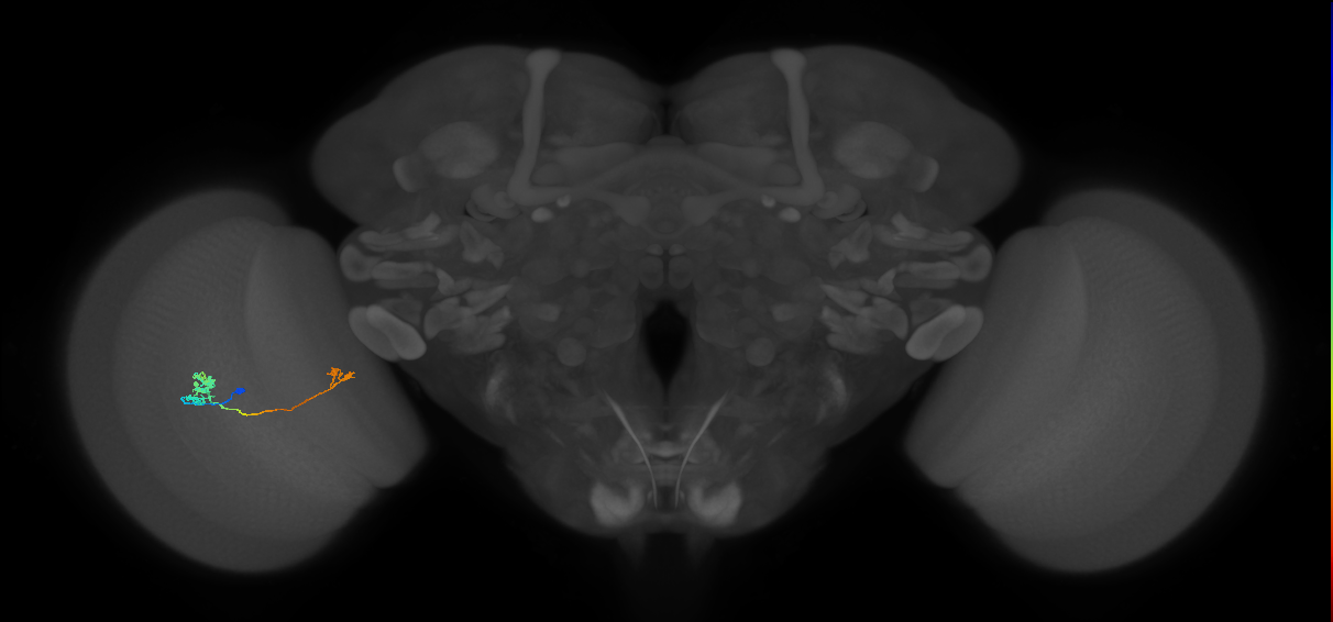 Tm29_L (MaleCNS:106155)