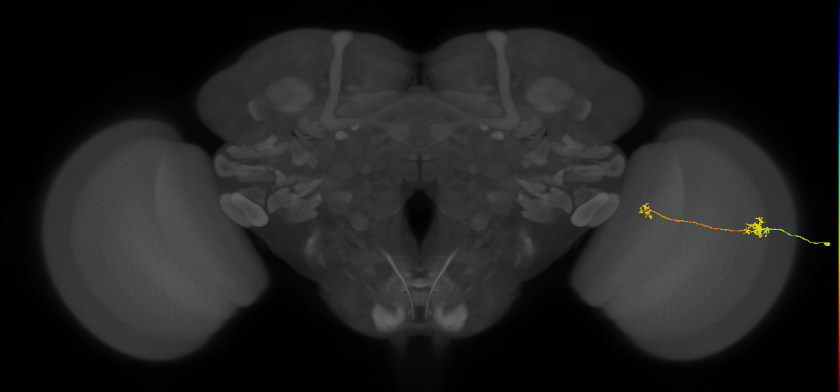 Tm29_R (MaleCNS:147223)
