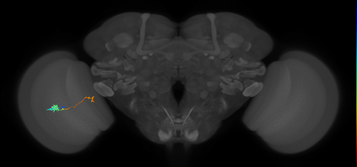 Tm29_L (MaleCNS:530989)